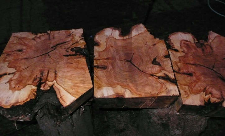 Kořen třešně